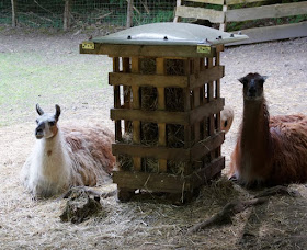 Fünf weitere Ausflugsideen im Schwentinental. Unsere Kinder lieben den Wildpark Schwentinental, u.a. mit Lamas und Schafen.