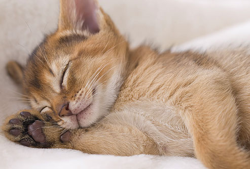 Facts About Cats Sleep Facts About Cats Sleep