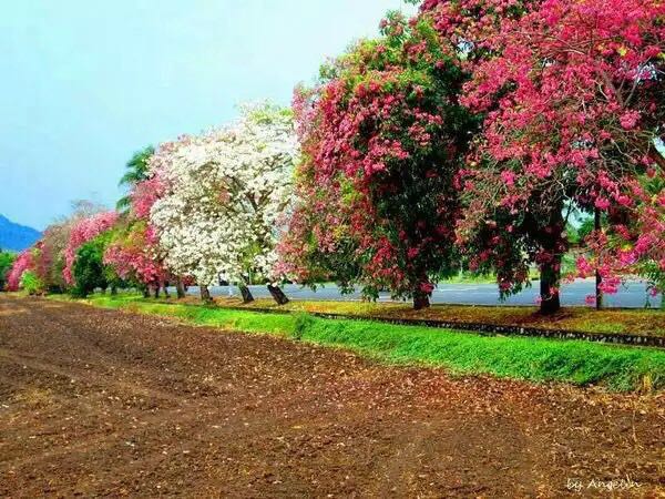 Taman Bunga Di Malaysia / Liburan Seru Ke Taman Bunga Terindah di Dunia