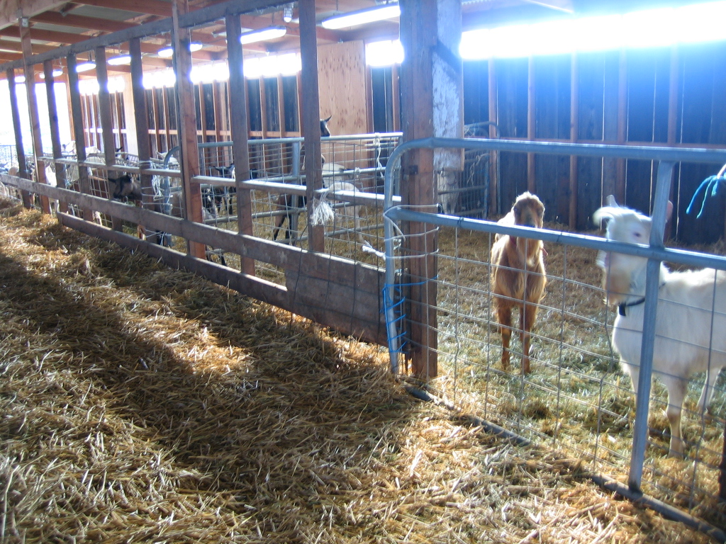 Ag and Culture Breeding Goats Out of Season