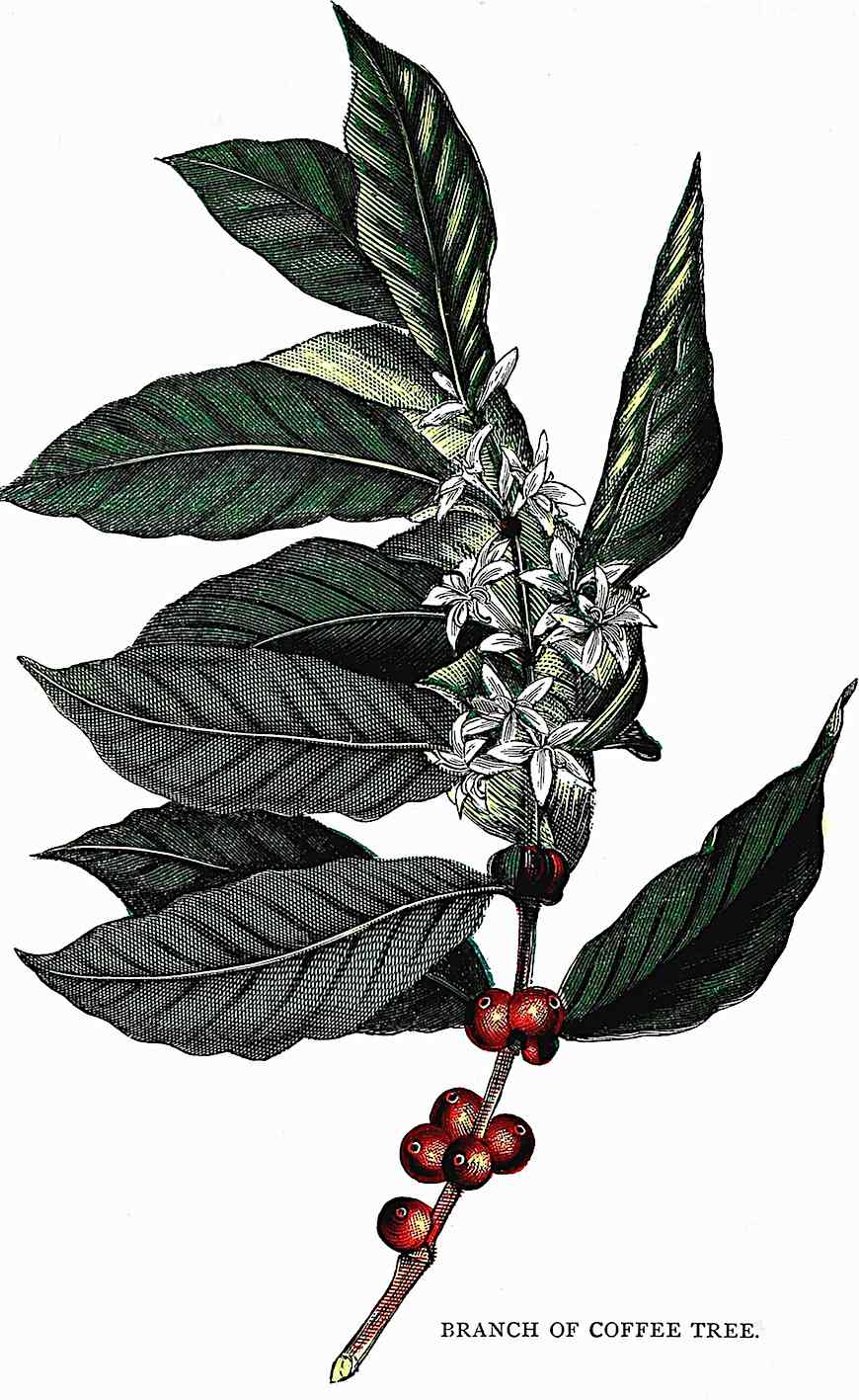 coffee tree 1905 Branch of coffee tree 1905, color illustration