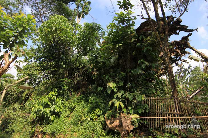 kayu jlamprang wonobodro batang