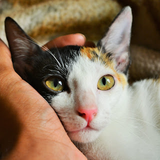 loving-cat