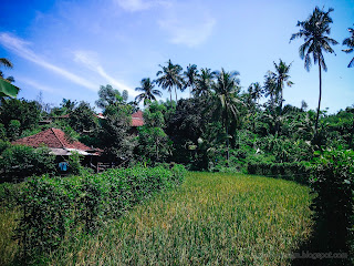 Rice Fields With Asparagus Bean Plants Along The Pathway In Agricultural Area At Ringdikit Village, North Bali, Indonesia