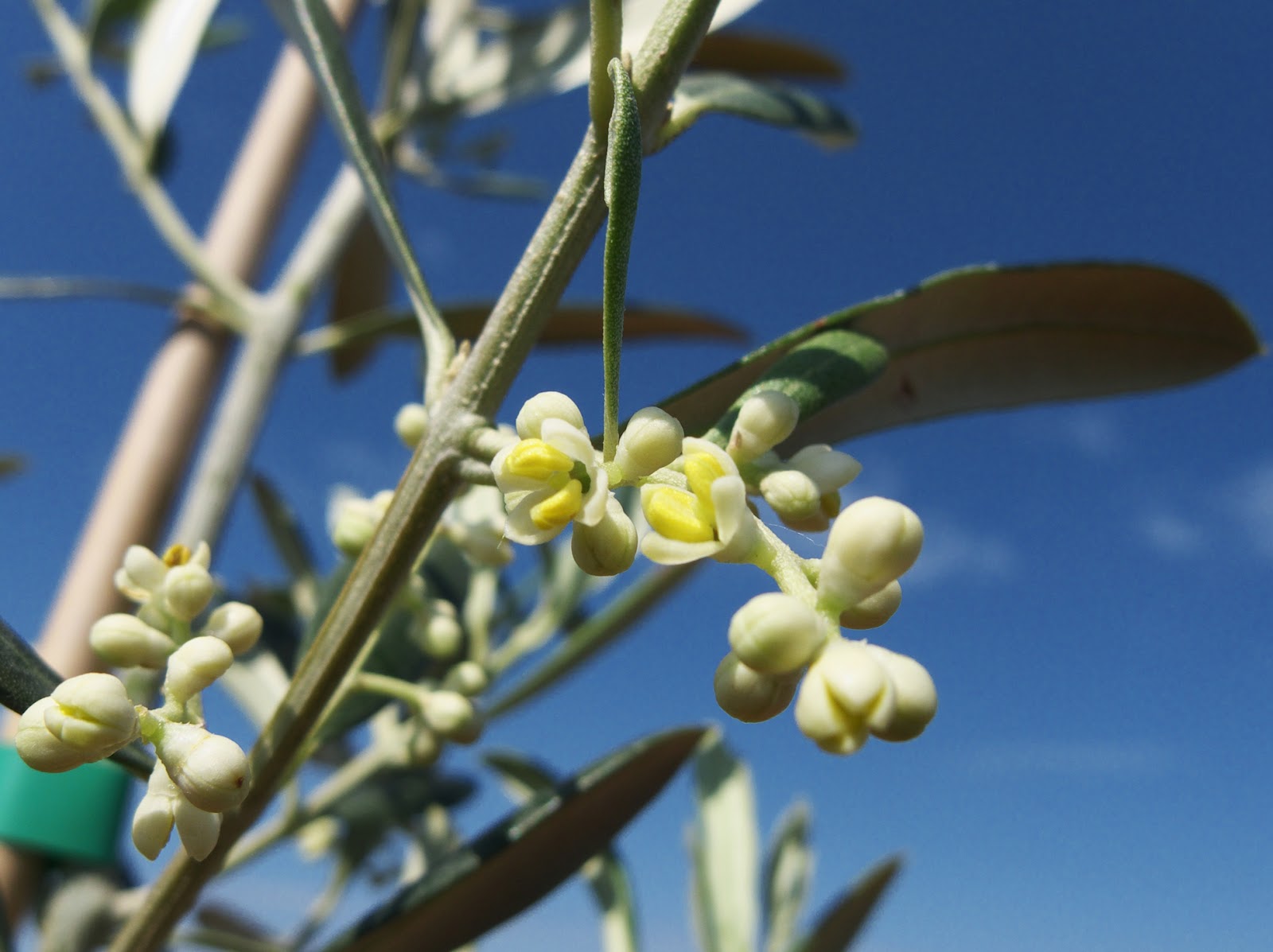 Cadenela Olive flowers finally!