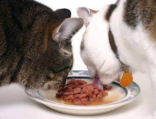 Two cats sharing canned food