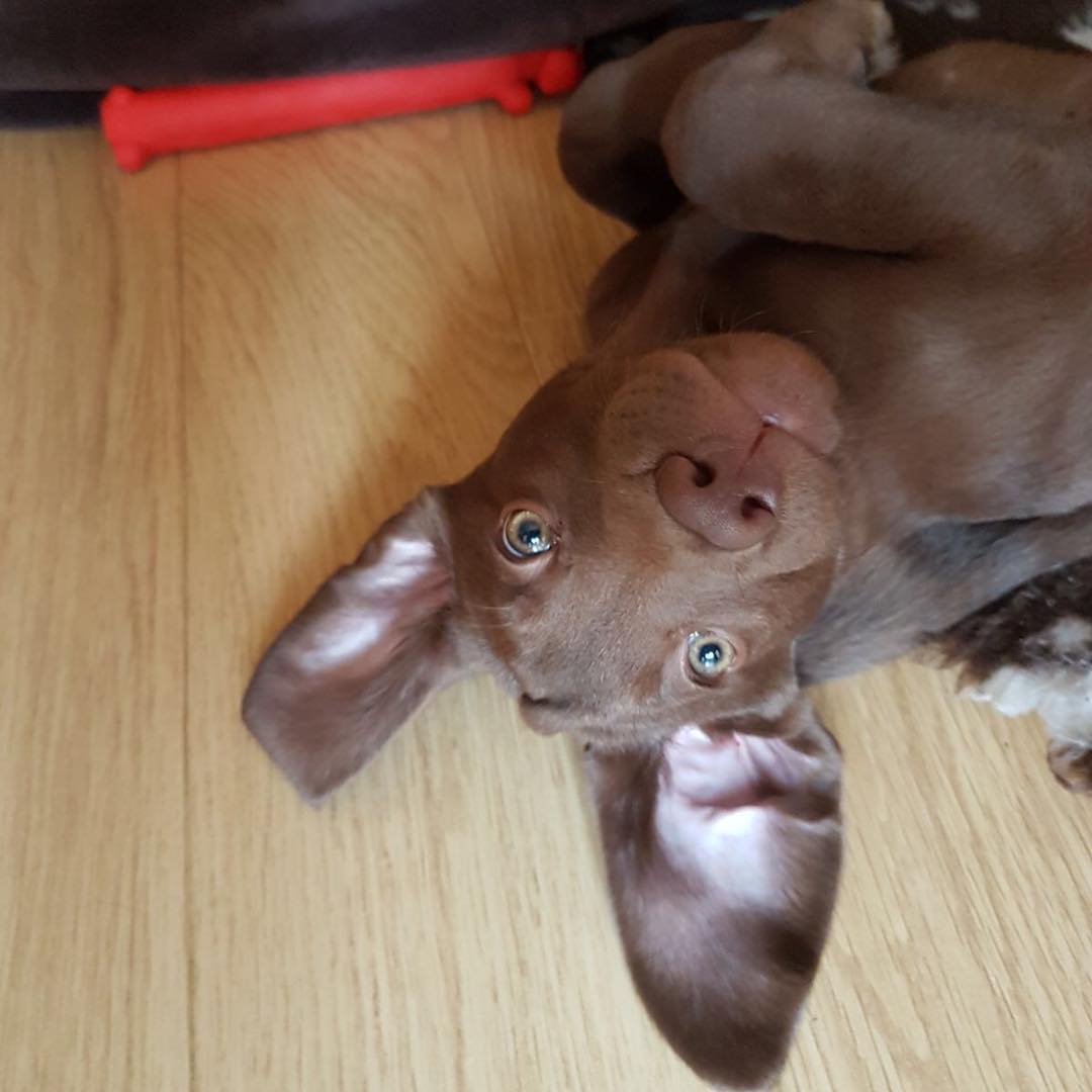 Türkiye�nin En Büyük Kedi ve Köpek Portalı Kopegimm Kedi
