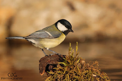 Carbonero común (Parus major)