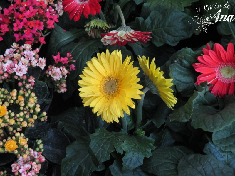 feria de la candelaria 2017