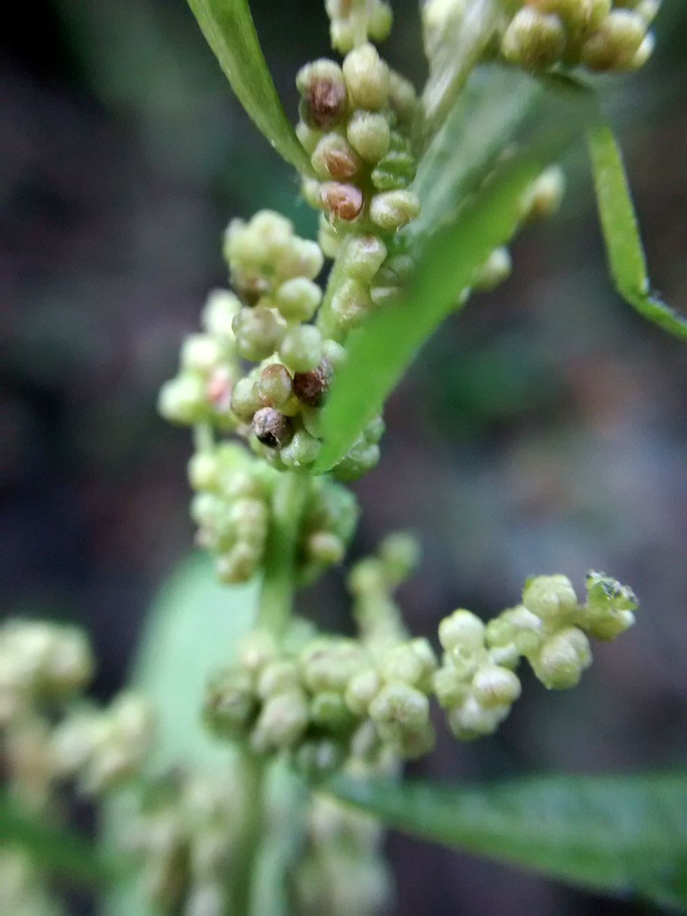 Badia Verde Epazote (Chenopodium ambrosioides)