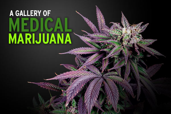 CannabisMedical.jpg