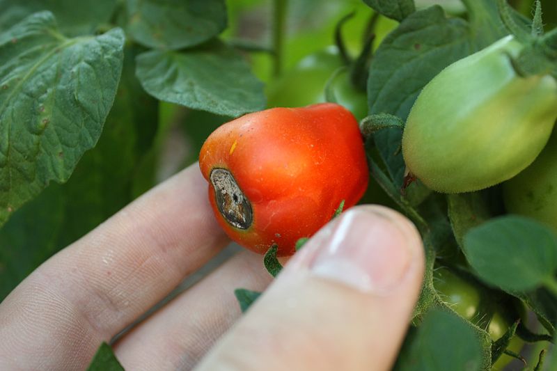 WHAT IS BLOSSOM END ROT ON TOMATOES The Garden of Eaden