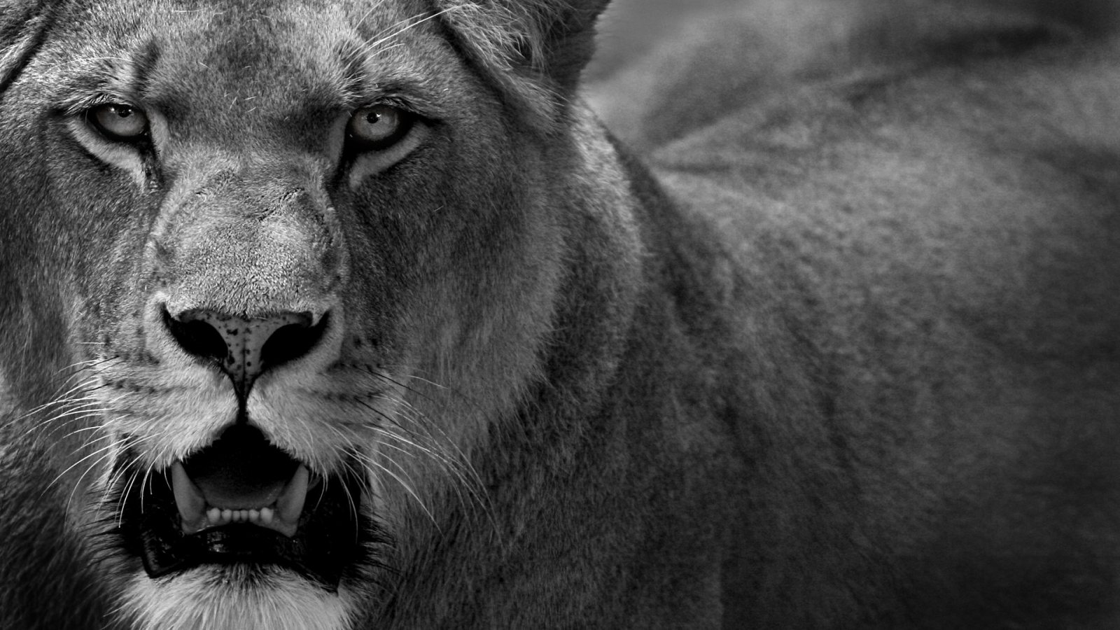 Liones in black  and white HD  Wallpaper  HD  Wallpaper  Zone