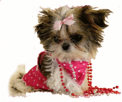 Fotos de shih tzu bebê