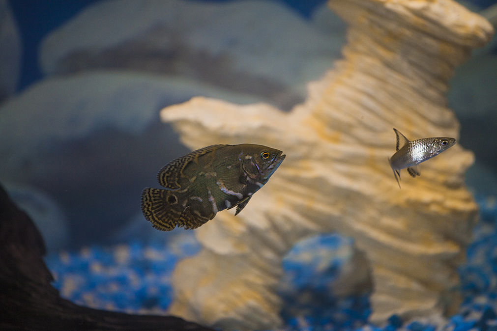 My Fish Tank Story