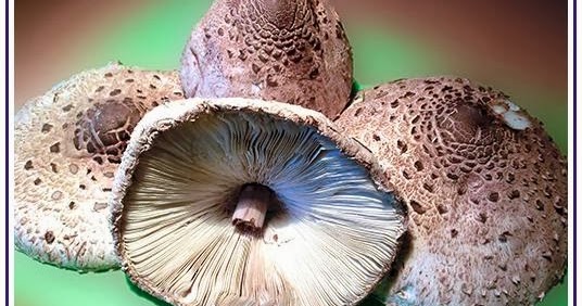 Lecker mit Geri: Panierte Parasol - Панирани сърнели