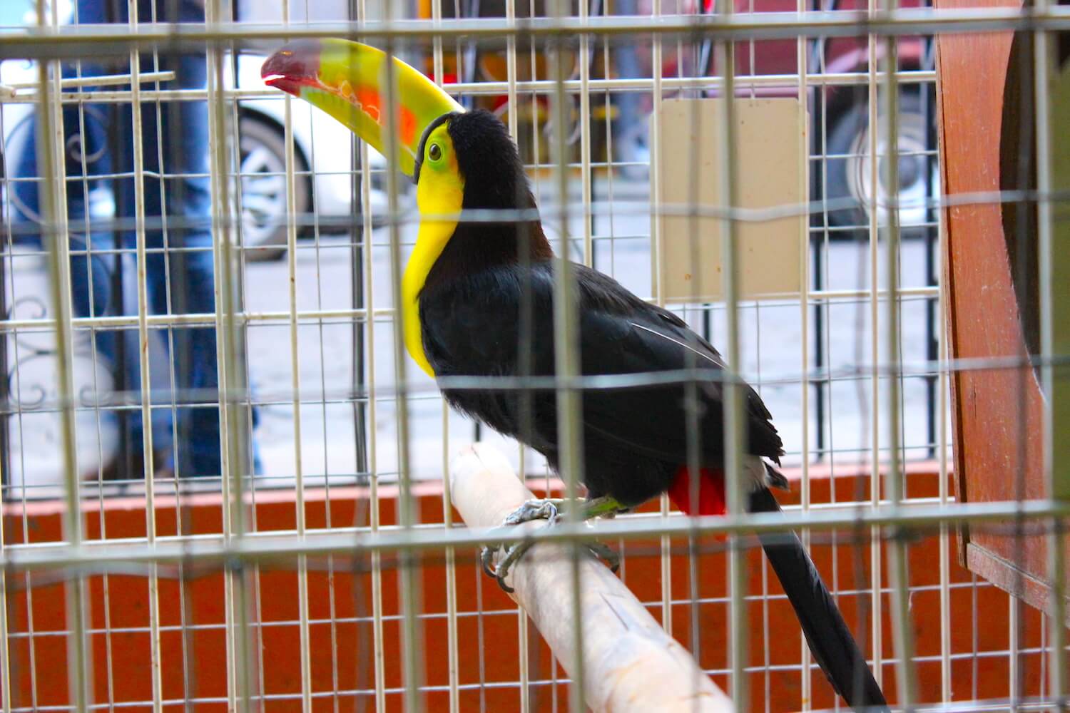 toucan i saw in puebla pet shop