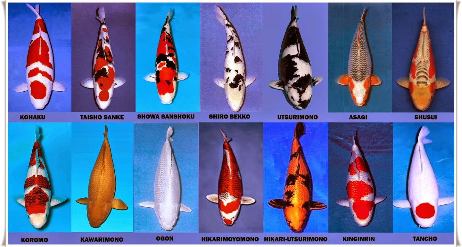 Mengenal Jenisjenis Ikan Koi Yang Banyak Digemari, [ KebunBudidaya jpg (1600x857)