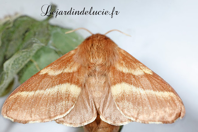Malacosoma castrensis, le papillon