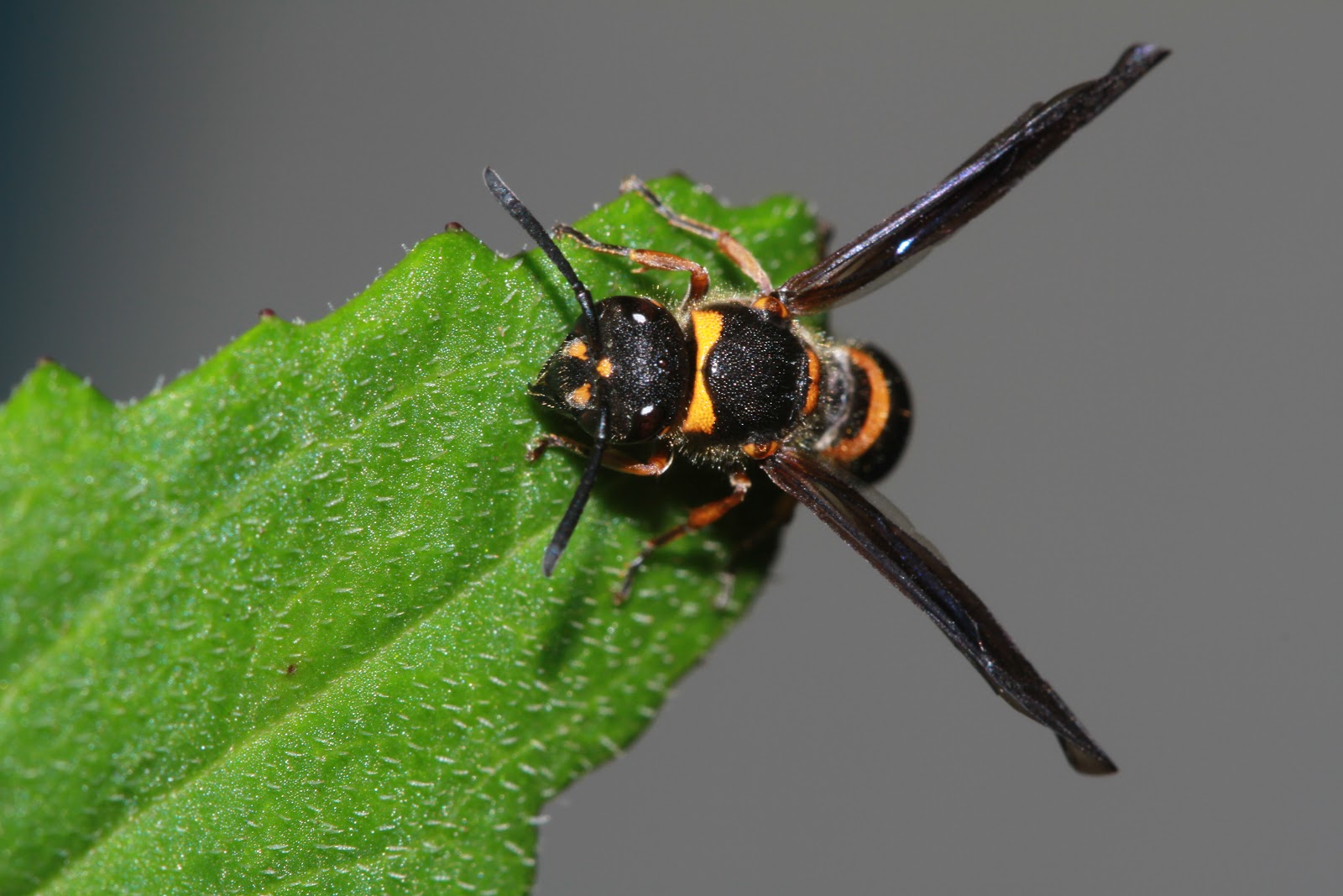 台灣胡蜂 : Vespa vivax Smith, 1870 威氏虎頭蜂(壽胡蜂)