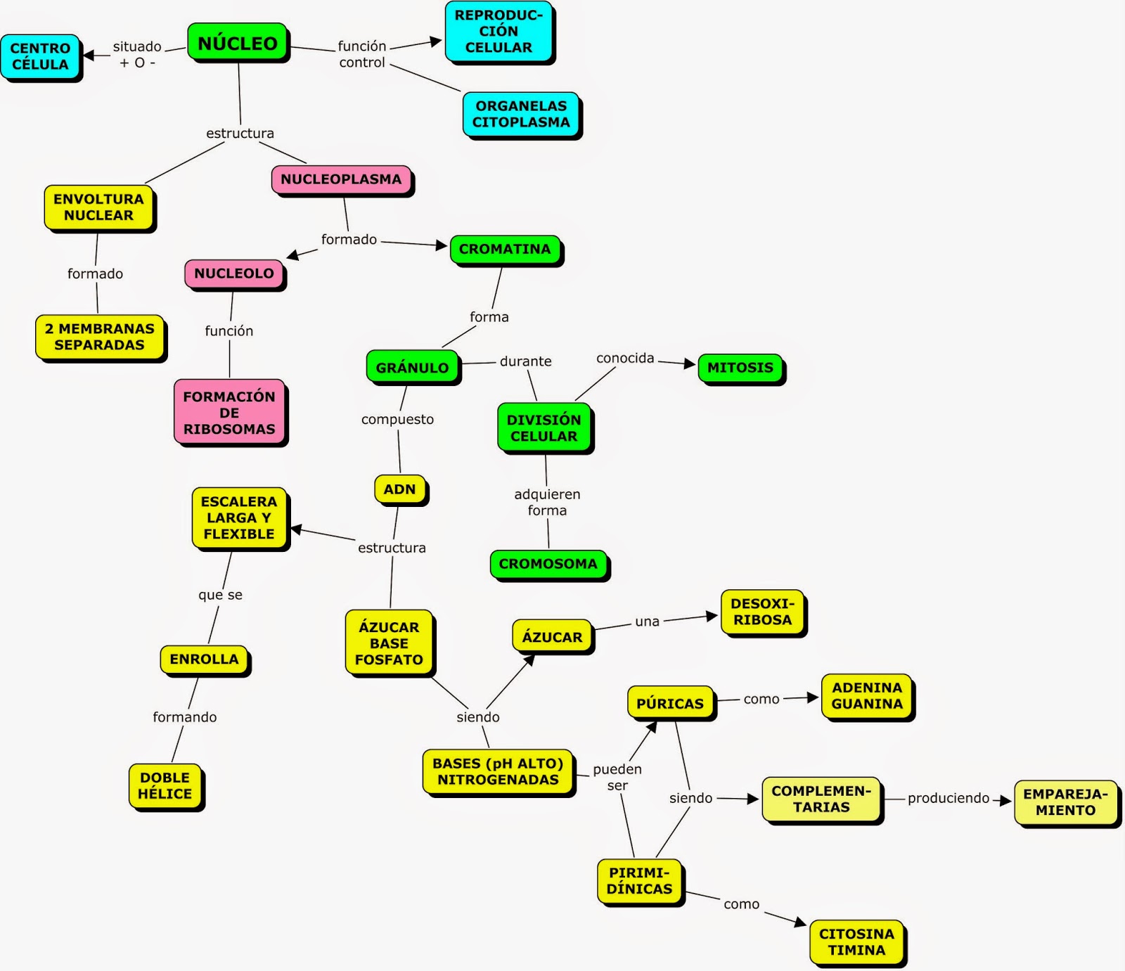 Mapa Conceptual Sobre La Célula Citoplasma Biología Celular