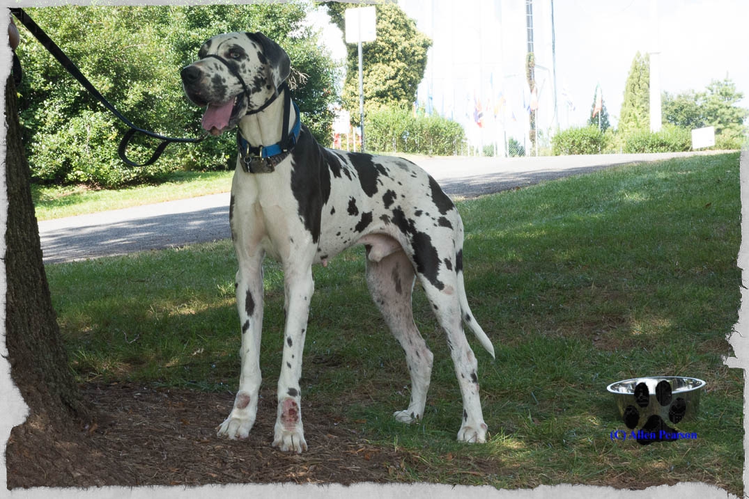 Friday's Friend! Dog Adoption, MidAtlantic Great Dane Rescue League