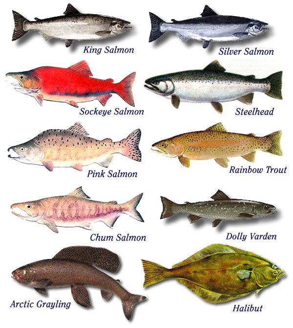 fish types - Names of Fish 2017 - Fish Tank Maintenance