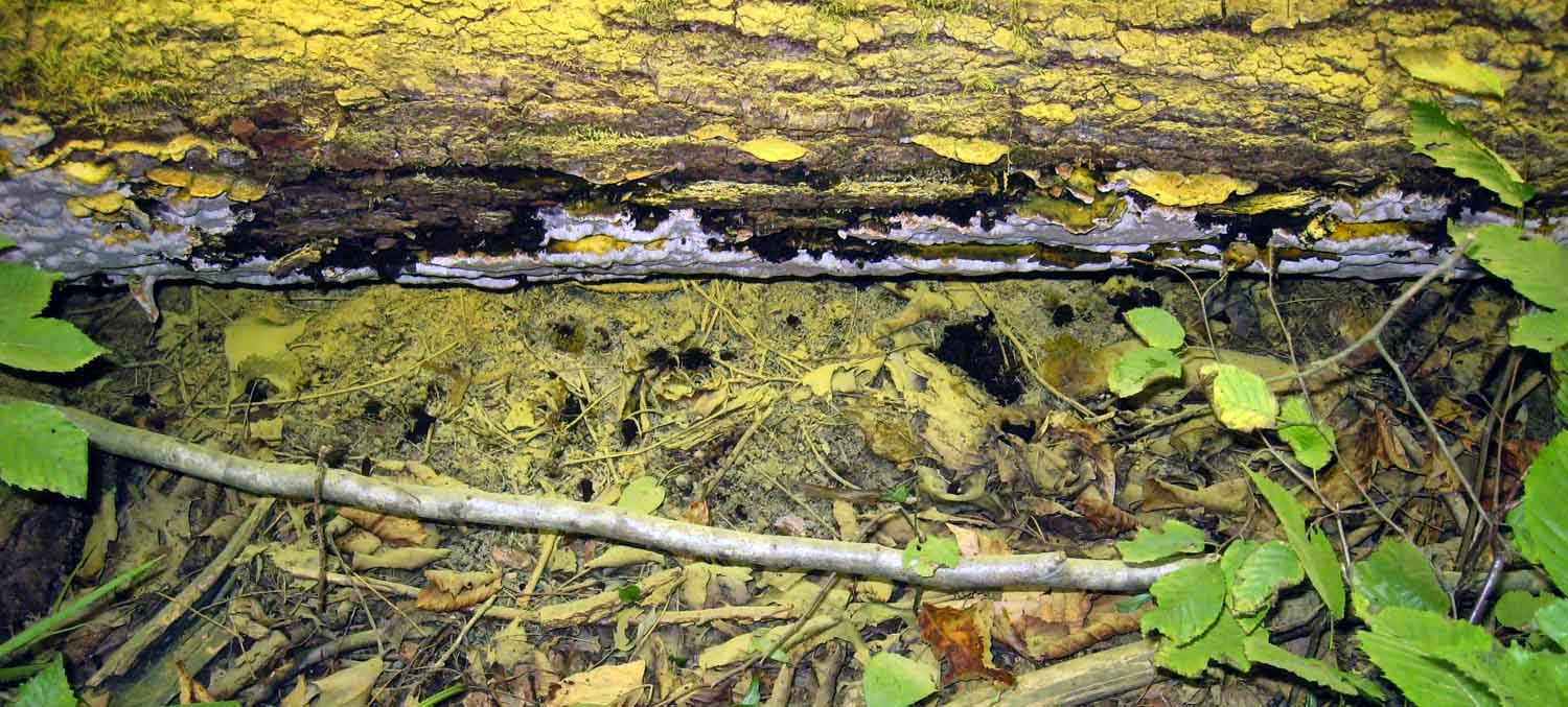 yellow spores of polypore Inonotus glomeratus