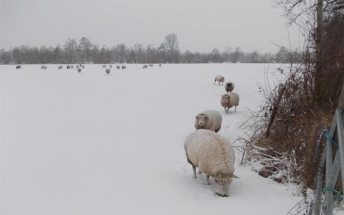 Winter achtergrond met schapen