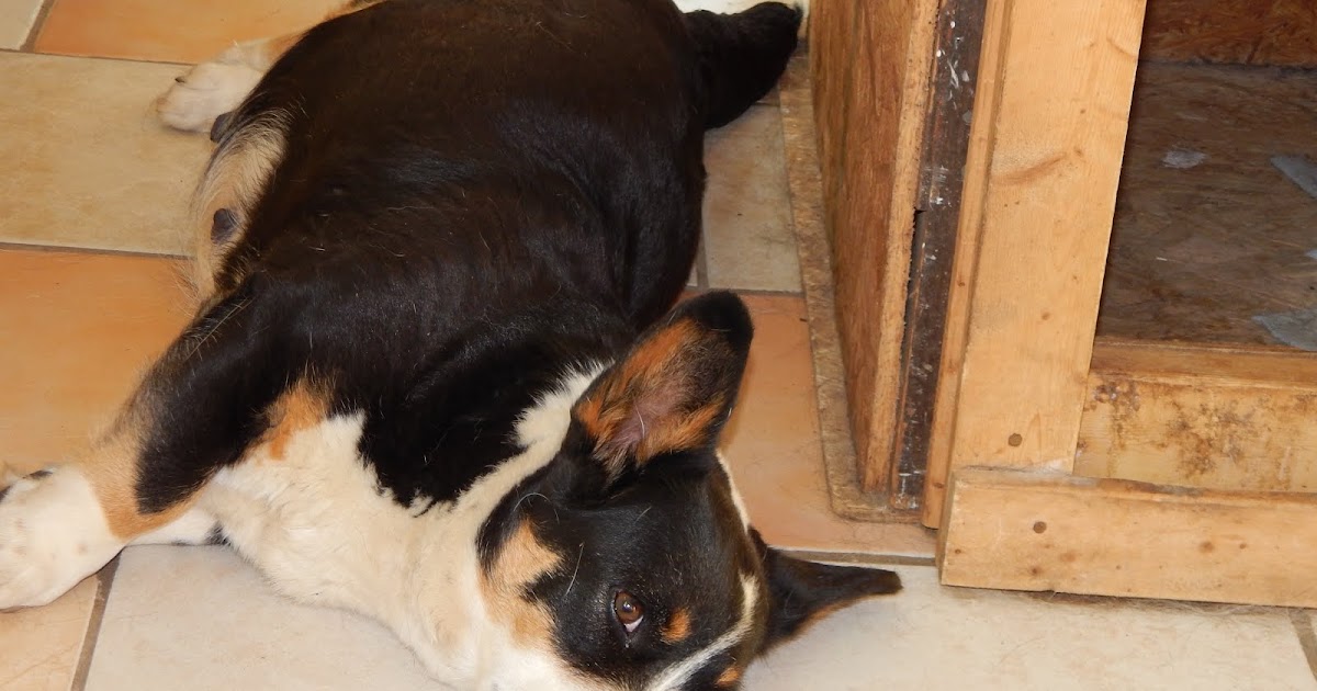 Big Ears Kennel Dodged The Bullet