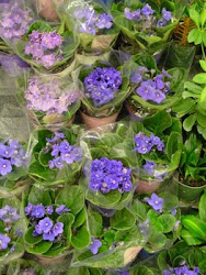 violet february birth flower month flowers african plant