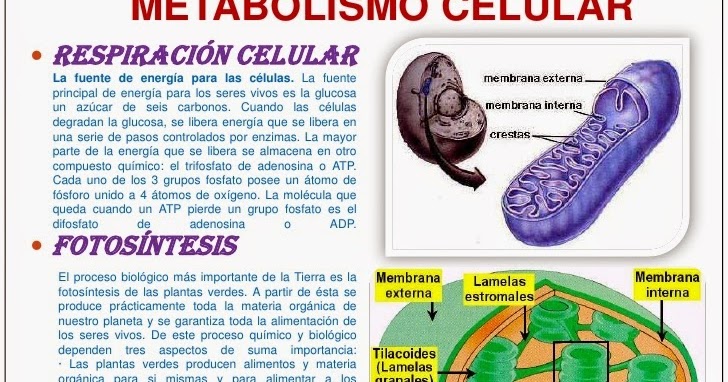 Una palabra: calcular tasa de metabolismo basal