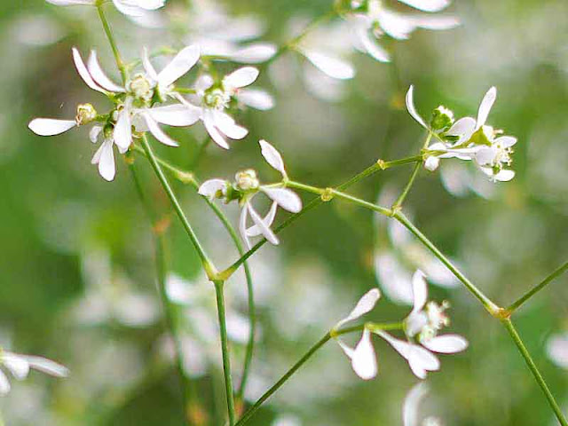 flowers, stems, plants, legume