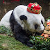 World's oldest captive panda Basi dies in China