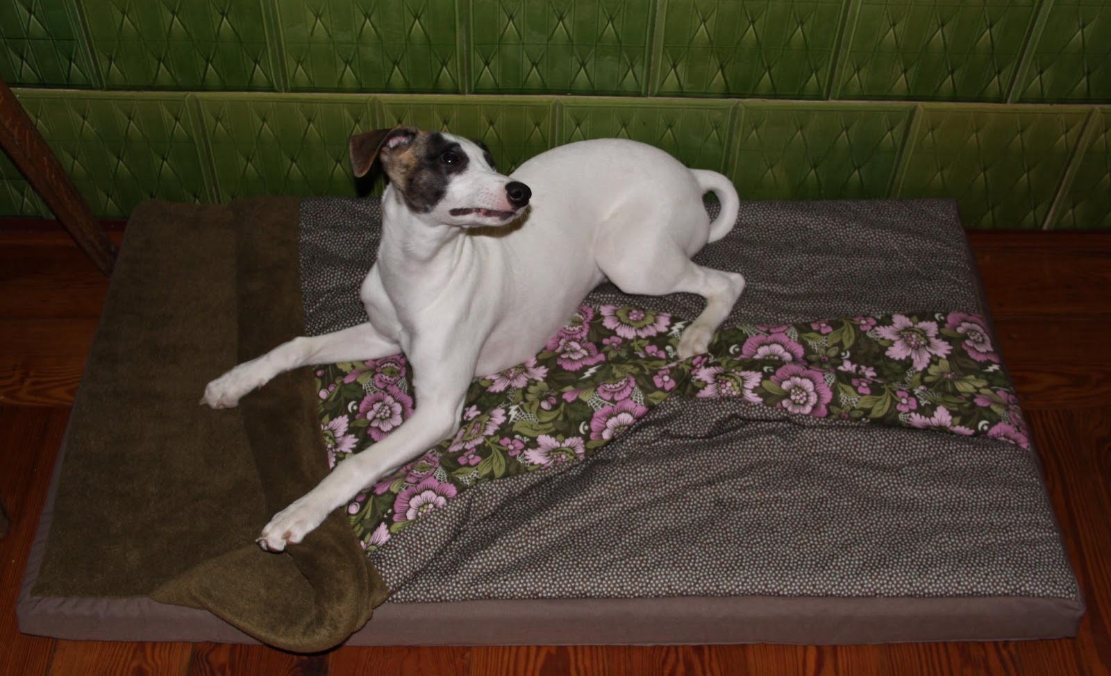 dreamteam whippets and siam Oktober 2012