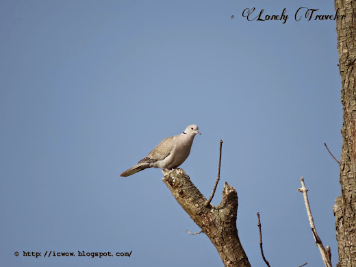Eurasian collared dove - Streptopelia decaocto