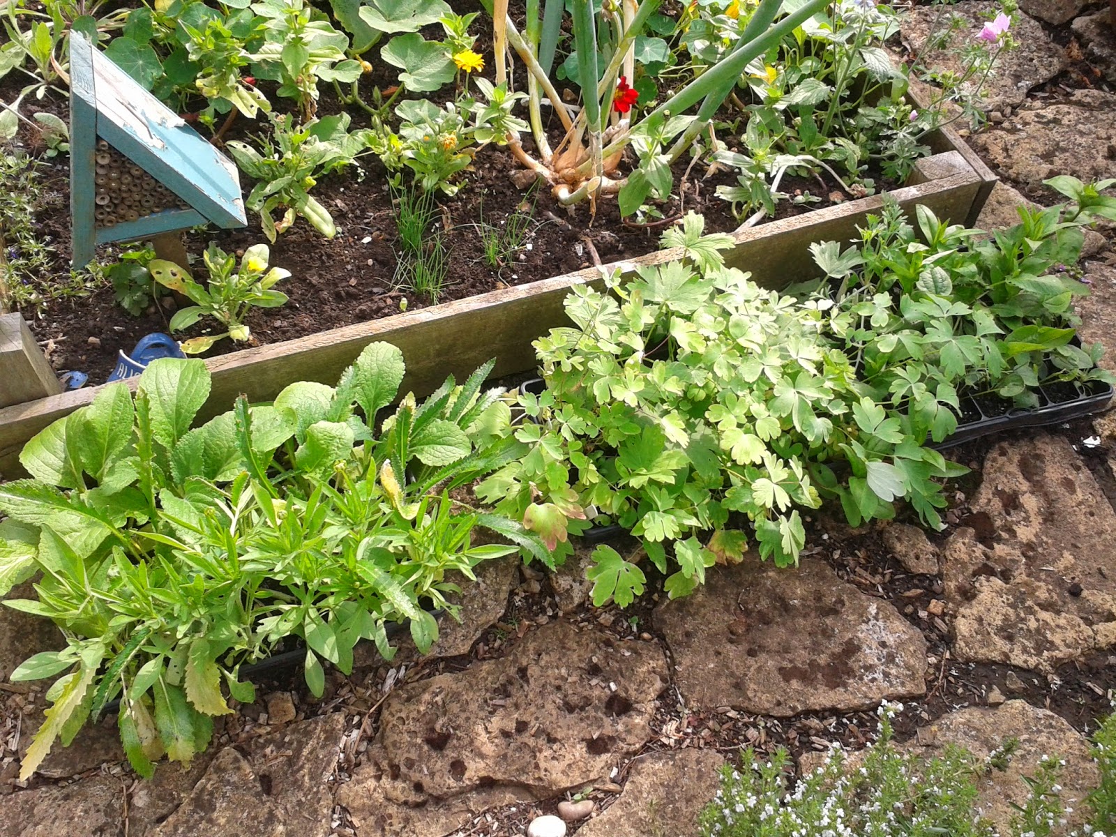 A Blog about Compost 72 plug plants