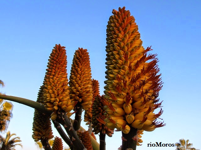 ALOE COSTERO: Aloe thraskii