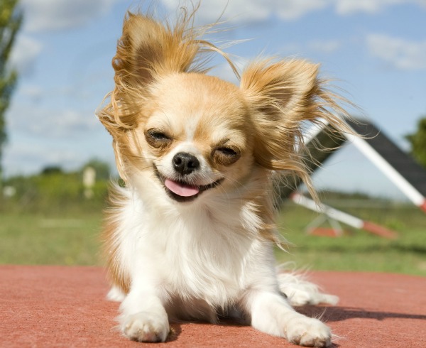 chihuahua breed profile australian dog lover