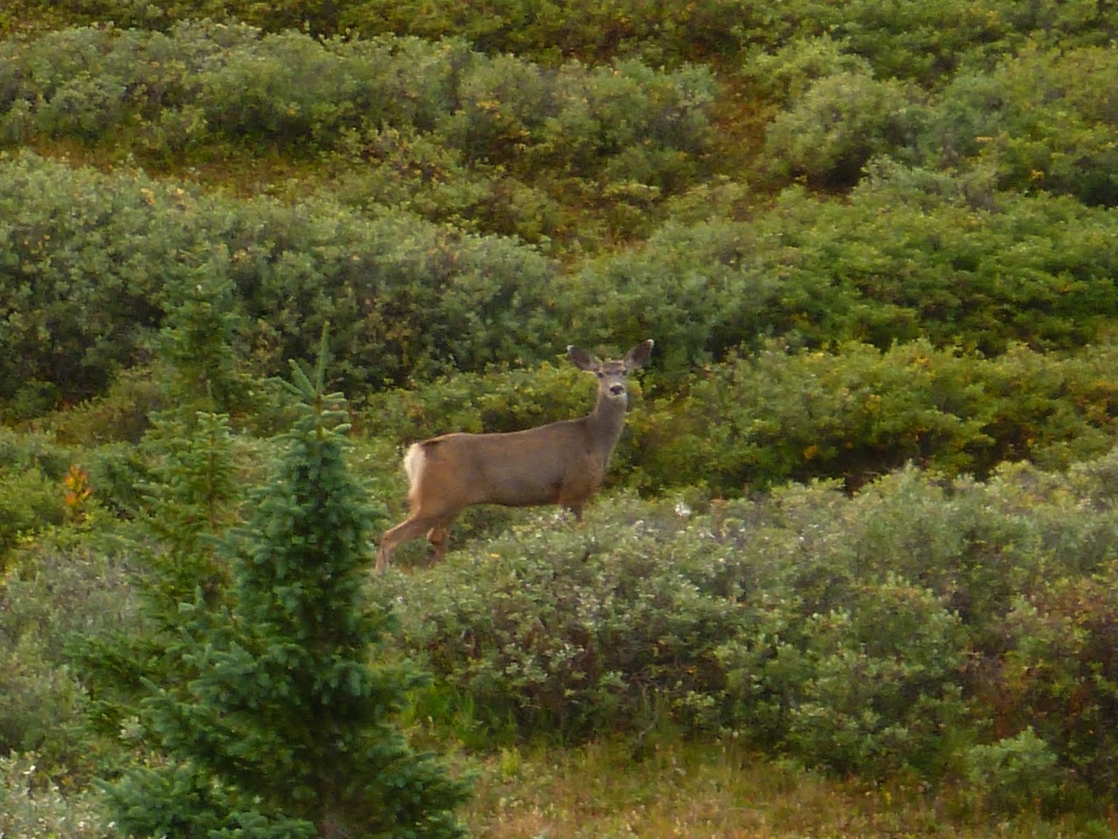 Colorado 2013 Archery Deer Hunt