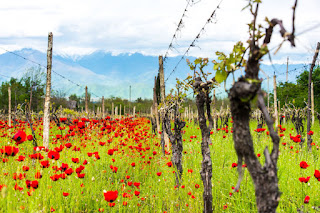 A vineyard in Kakheti