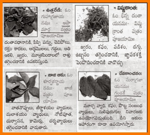TELUGU WEB WORLD MEDICINAL VALUES OF LEAVES/PLANTS AVAILABLE IN OUR