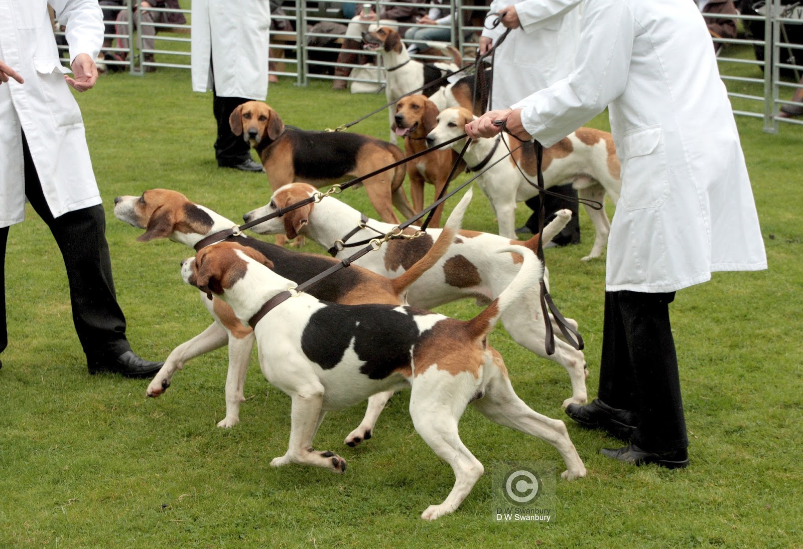 Colne Valley Beagles and other things of interest.: RYDAL HOUND SHOW ...
