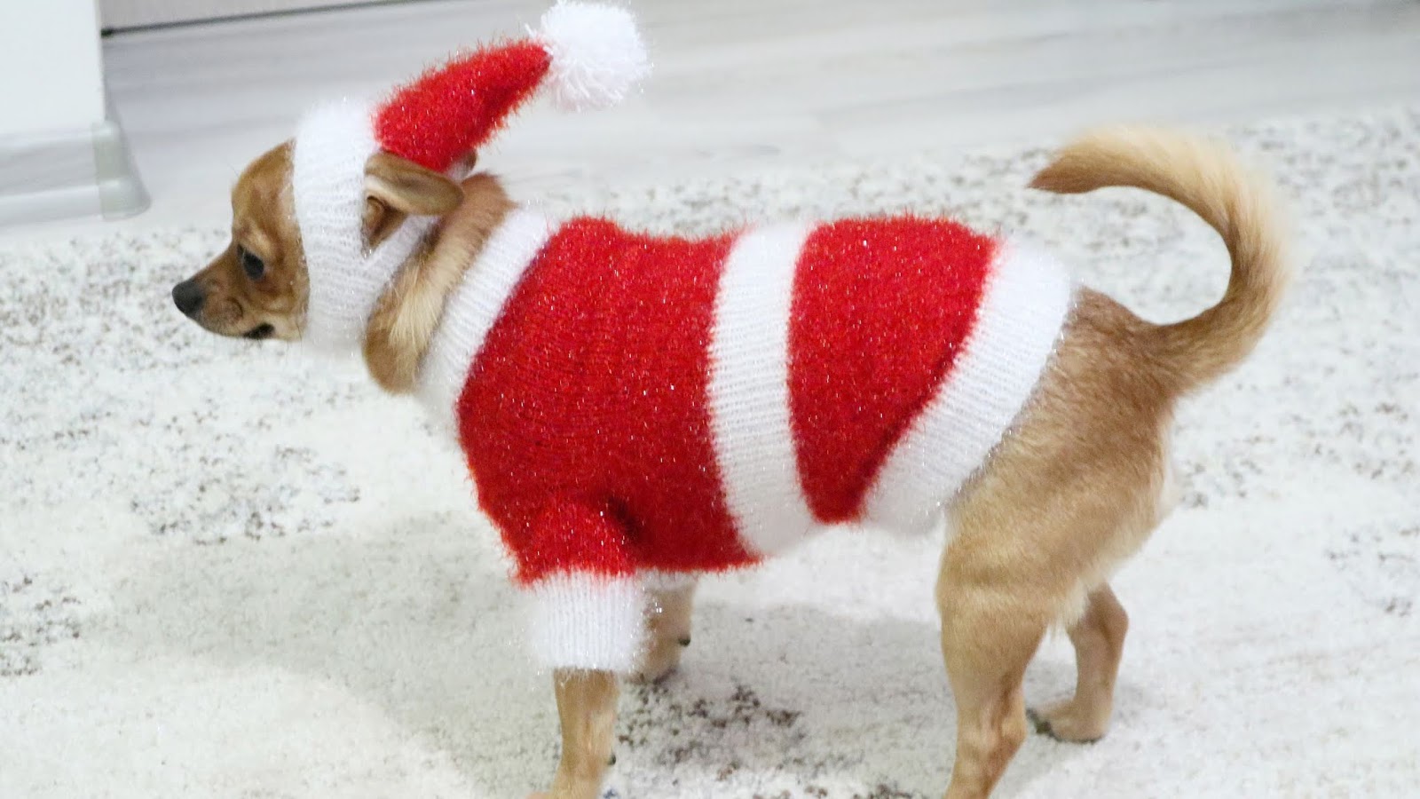 Chihuahua Christmas outfit
