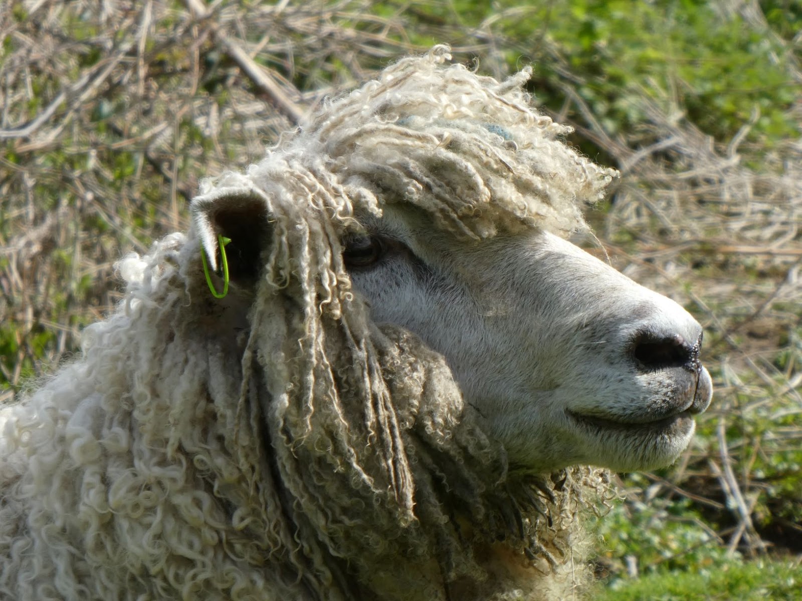 A Cotswold Year Cotswold Lion