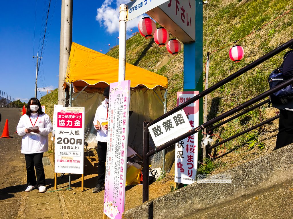 日本賞櫻,河津櫻,松田町賞櫻祭,河津櫻富士山,西平畑公園,