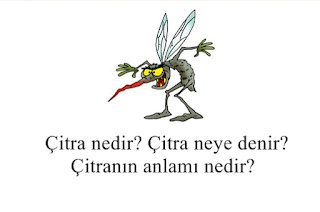 citra bocegi nedir, citra sinegi nedir