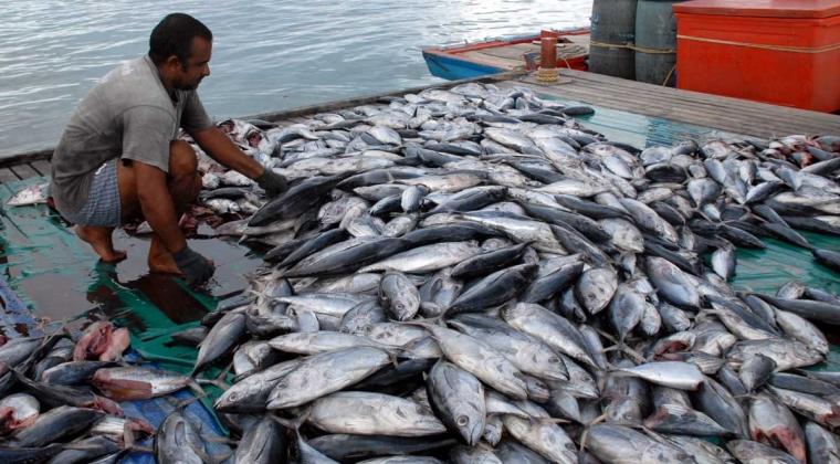 Jual Ikan Laut