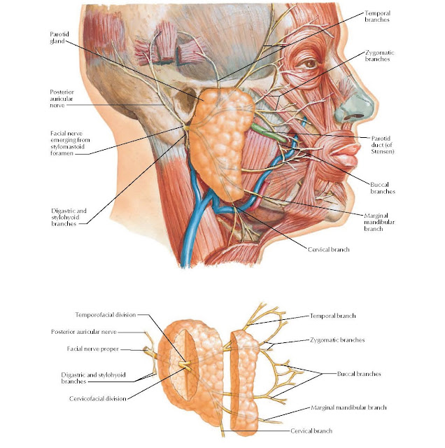 Facial Nerve Branches and Parotid Gland ANATOMY
