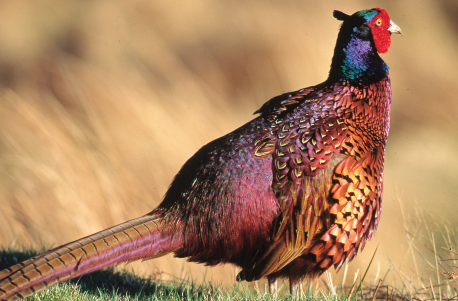 WildLife Common Pheasant Beautiful Bird in The World